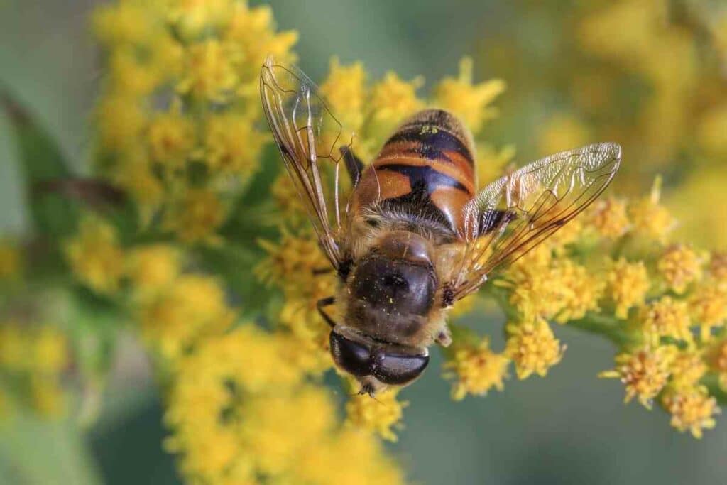 Eristalis tenax