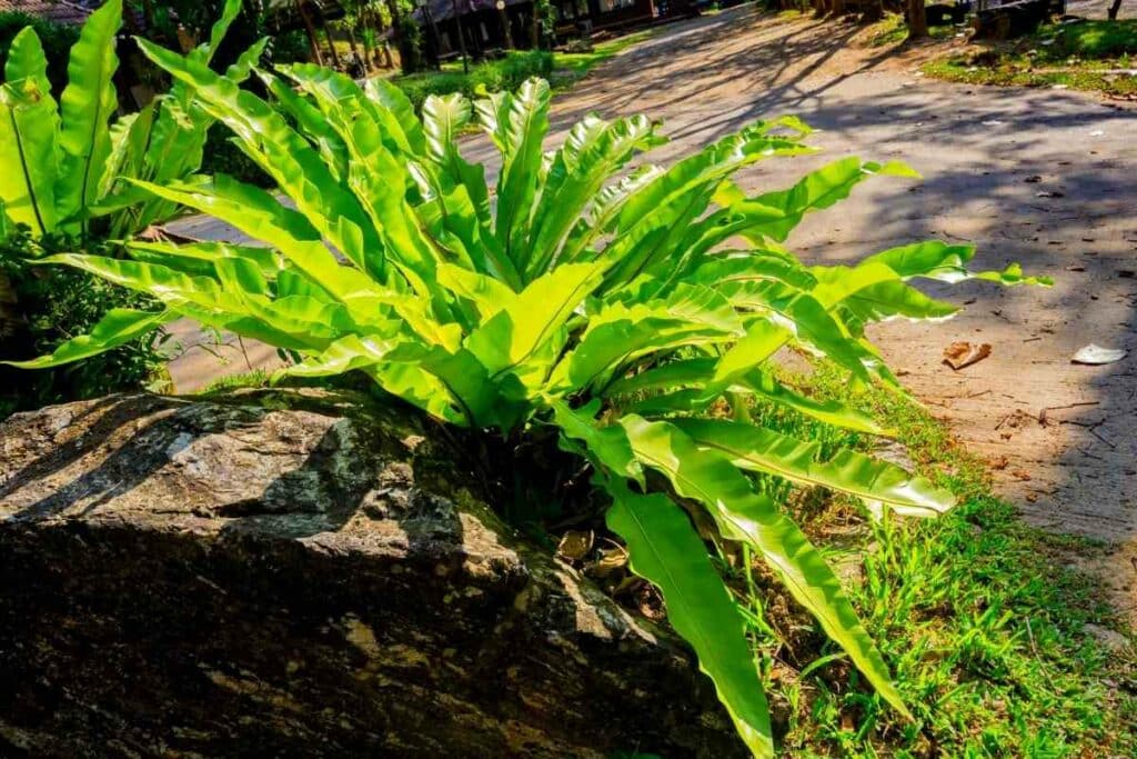 Foliar nematodes Bird's nest fern