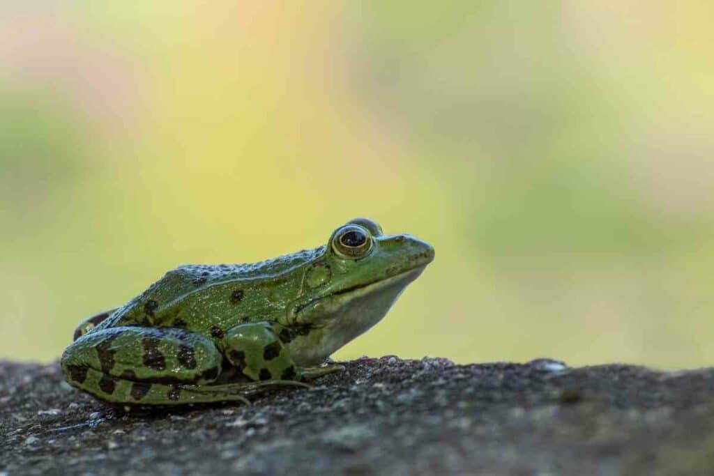 Frog facts kindergarten