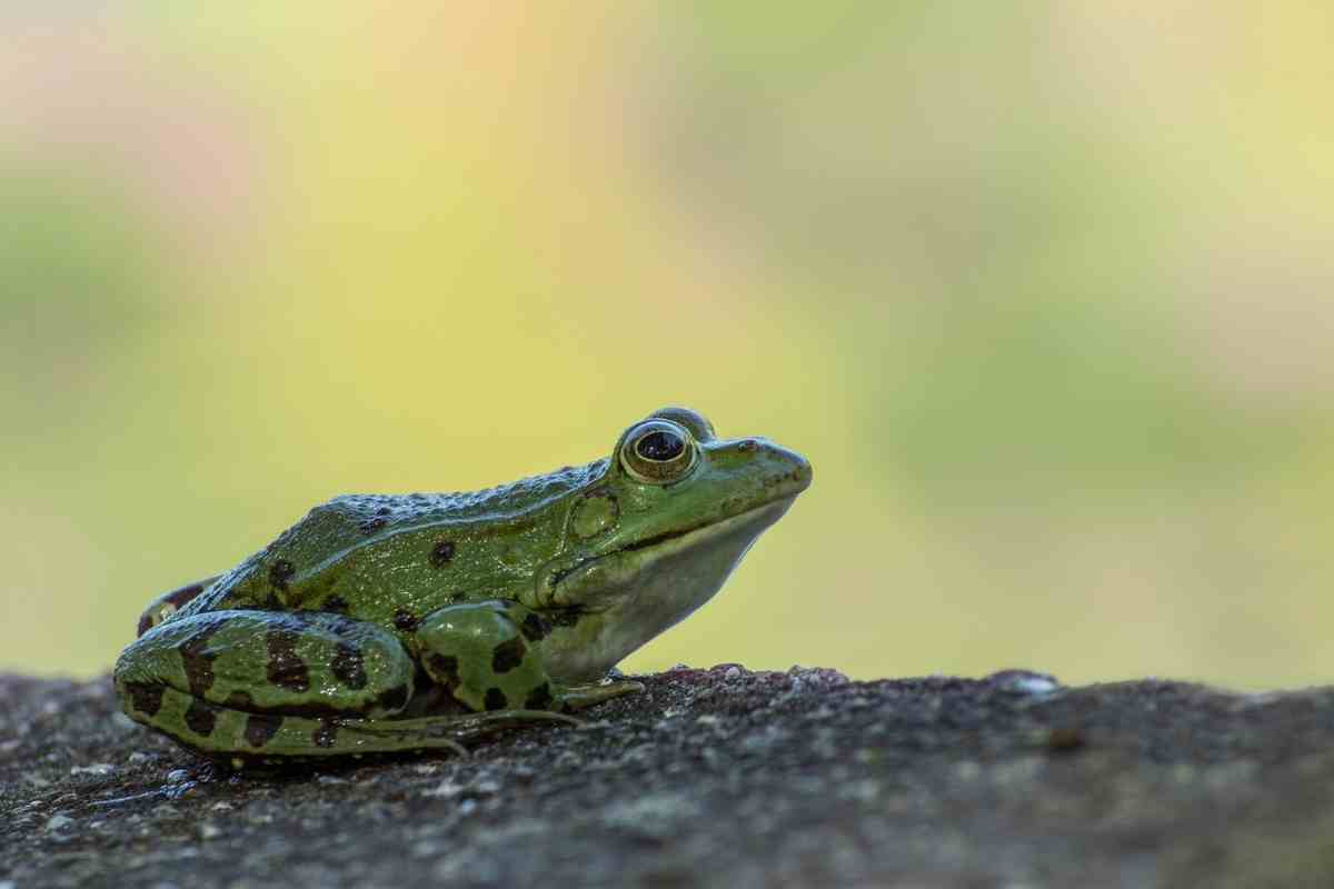 40 Frog Facts for Kindergarten