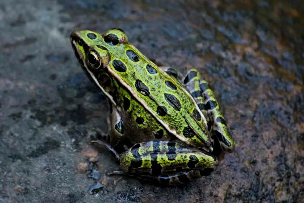 Frogs breathing through skin