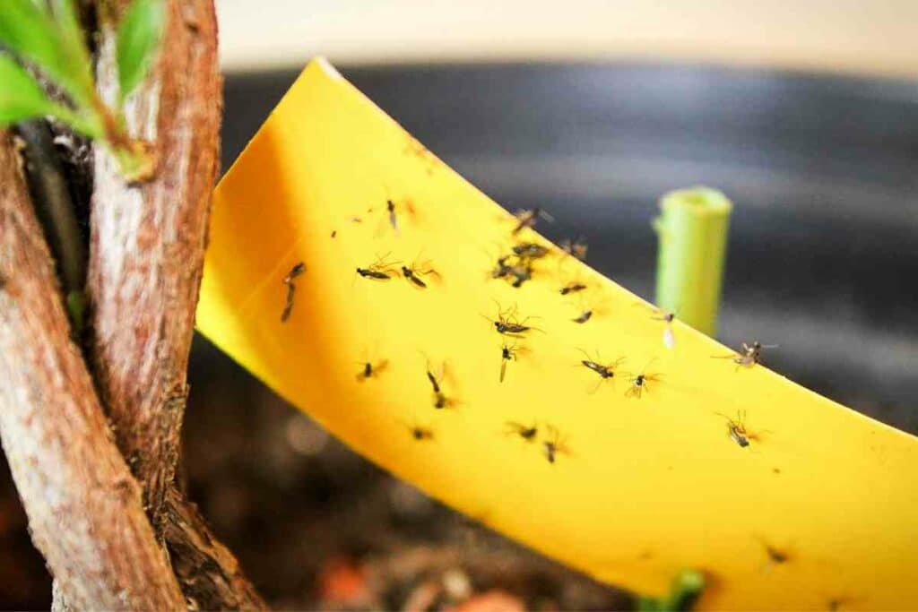 Fungus gnats bird's nest fern solution