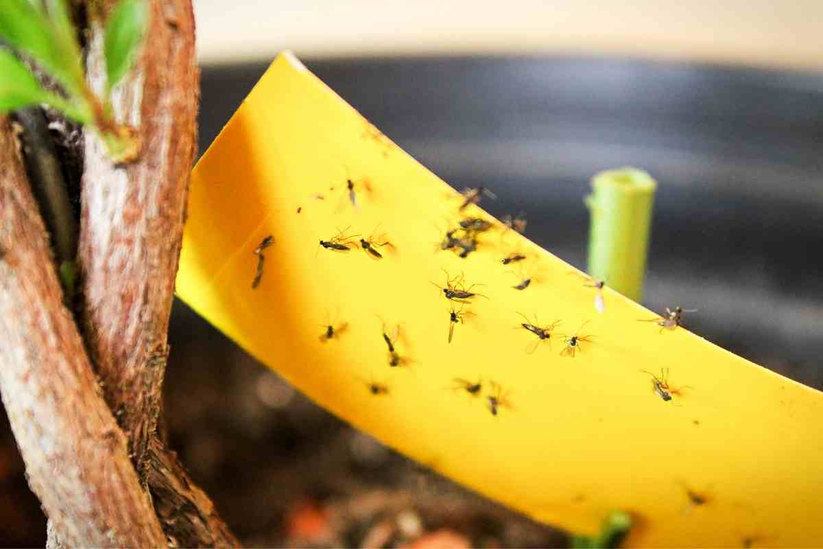 10 Birds Nest Fern Problems and How to Fix Them! Gardenia Organic