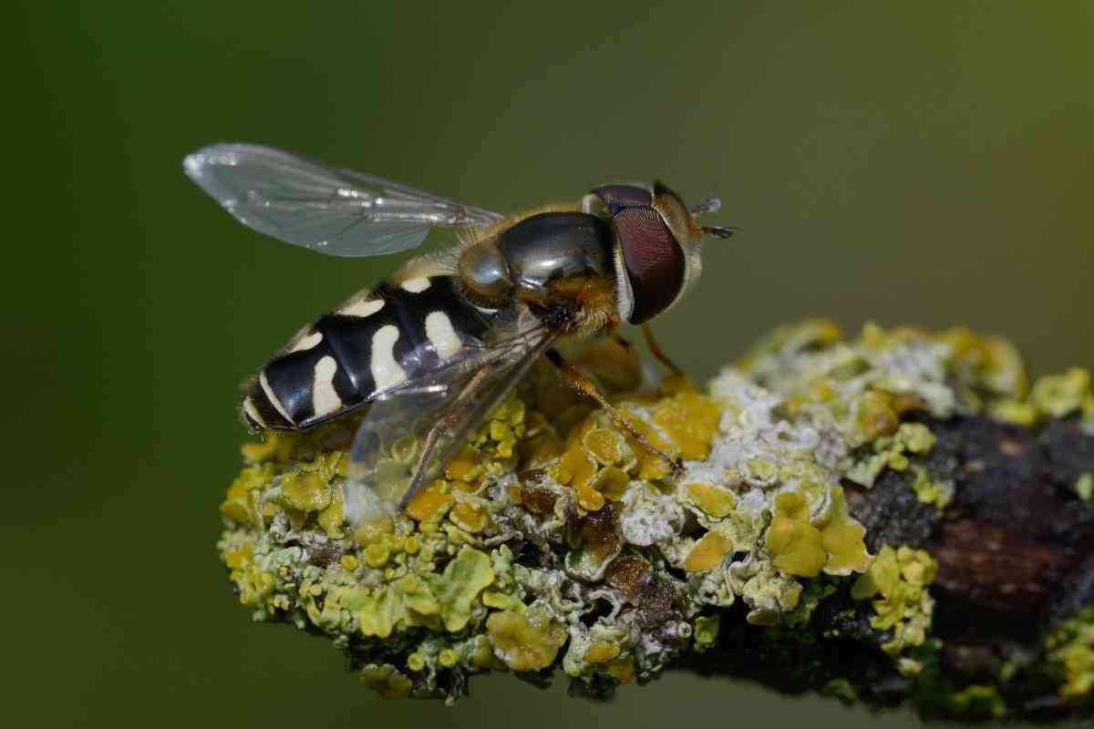 Gardeners’ Guide to Hoverflies Gardenia Organic
