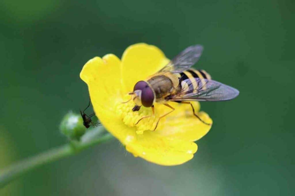 hoverflies have distinct colorful markings