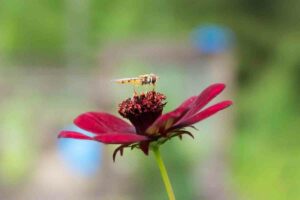 Hoverflies on flower guide