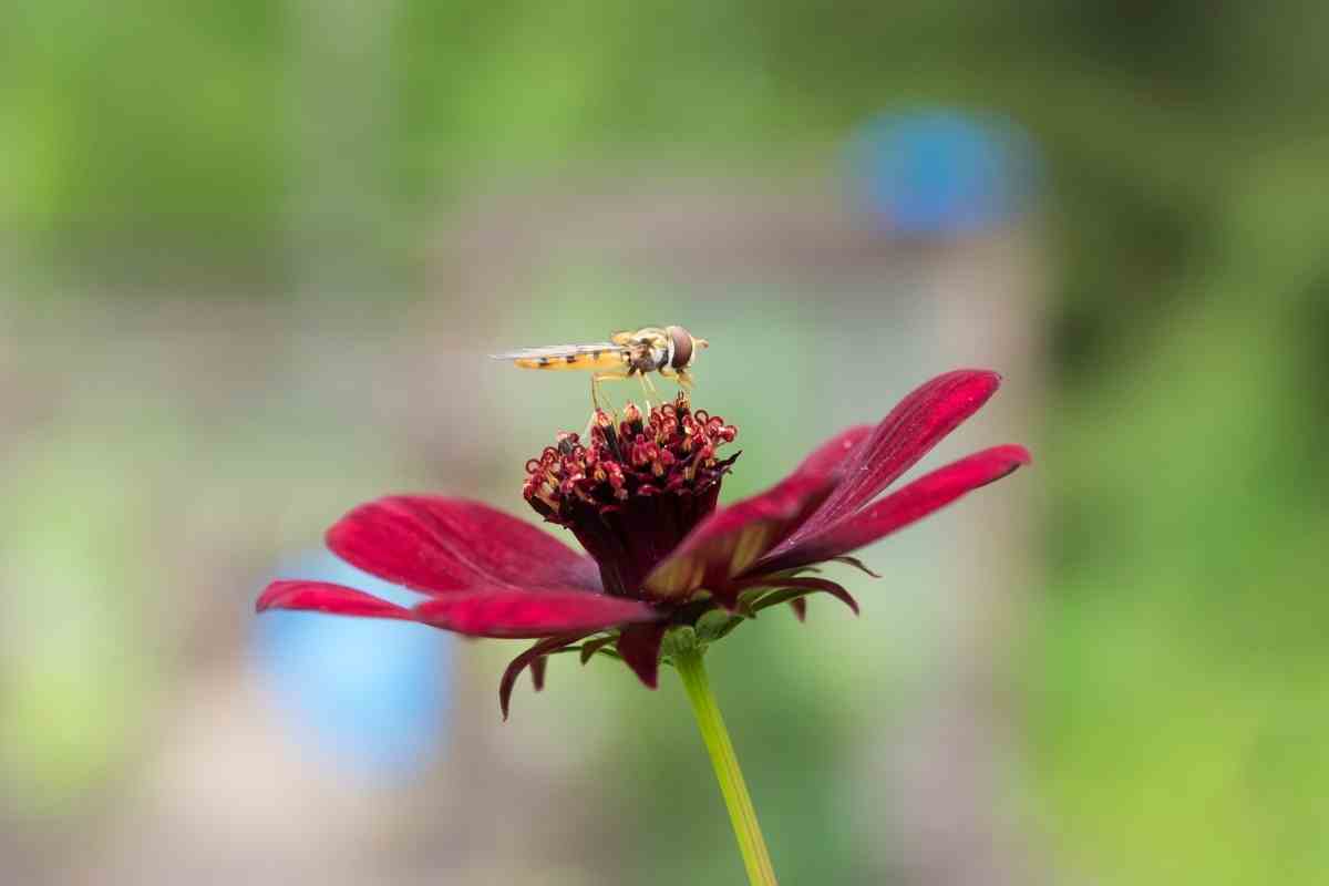 Gardeners’ Guide to Hoverflies