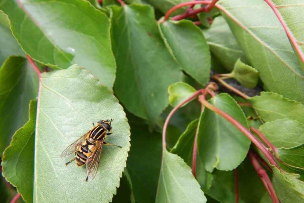 Hoverfly benefits for garden