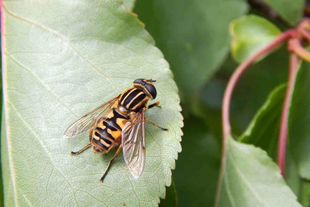 Hoverfly feeding