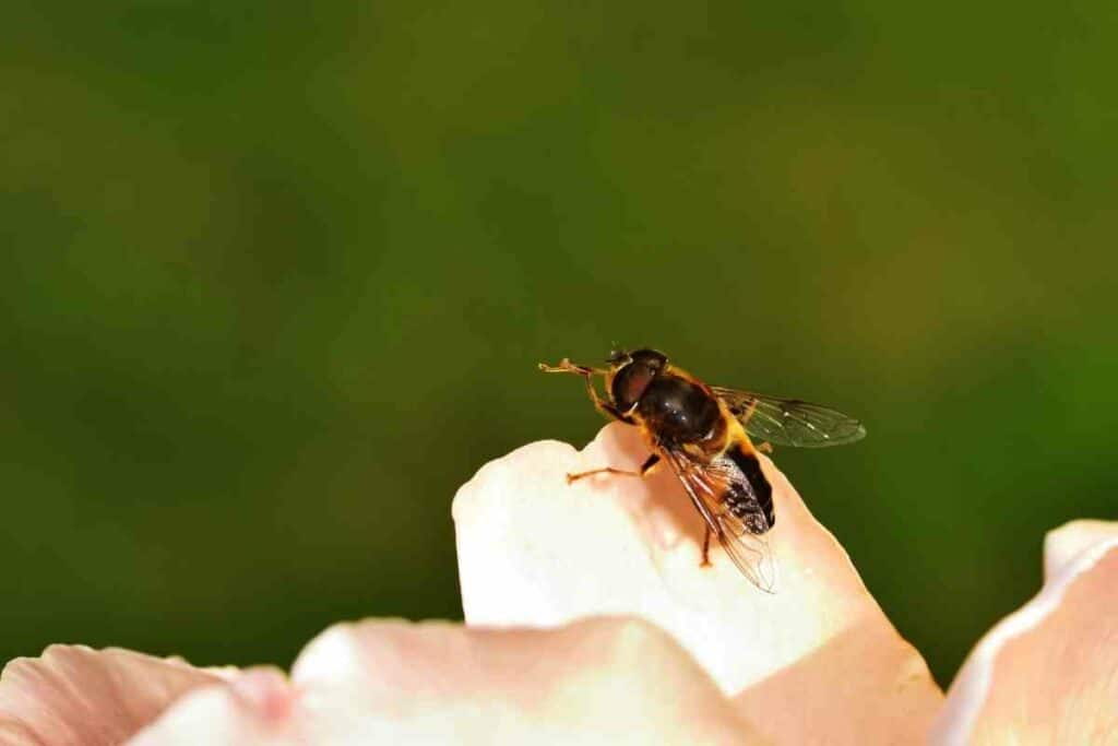 Hoverfly lifecycle