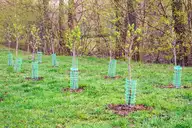Number of trees per acre guide