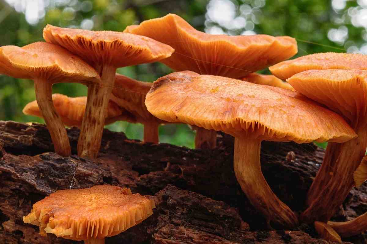 Orange Mushrooms In My Yard Should I Remove Them? - Gardenia Organic