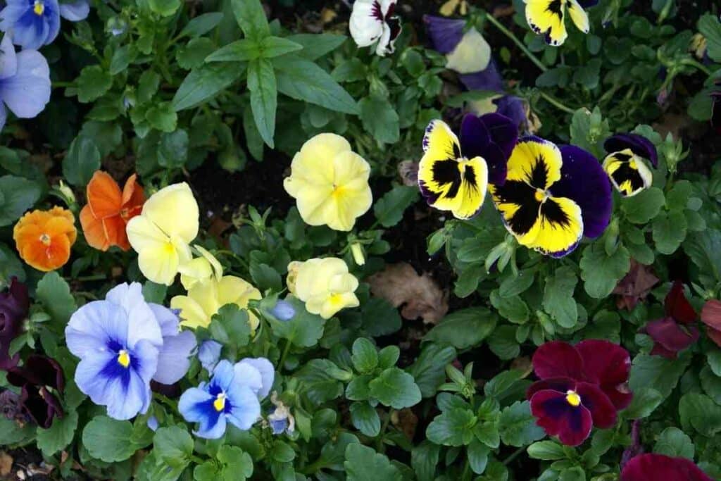 Prepare Pansies for winter