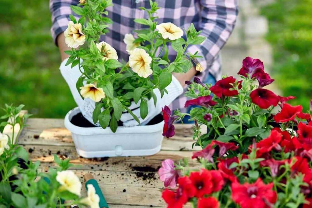 Petunias cold weather