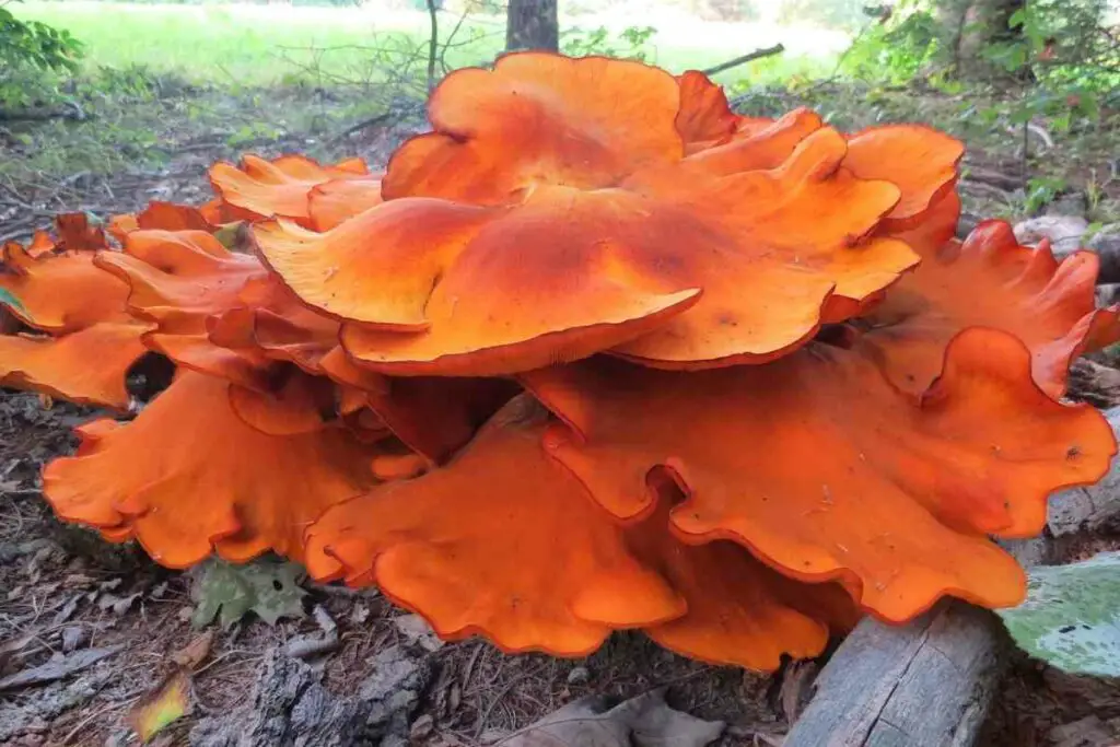 Jack-O-Lantern orange mushroom
