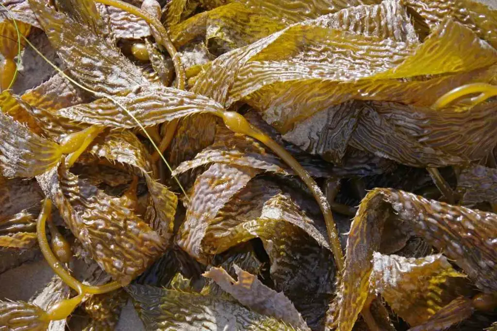 Kelp useful as a fertilizer