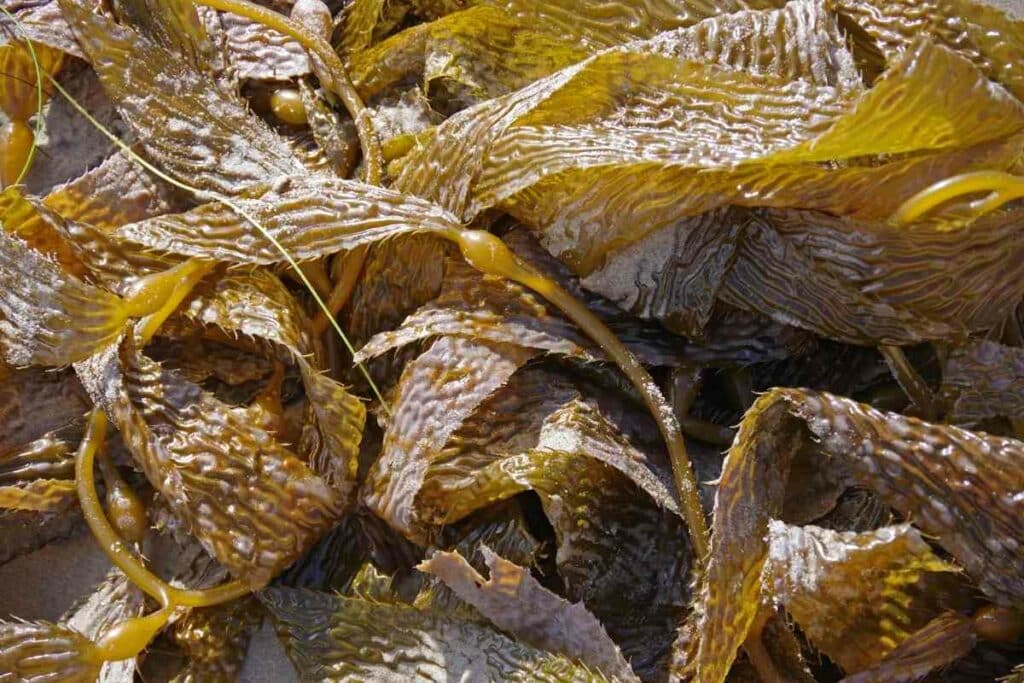 Kelp useful as a fertilizer