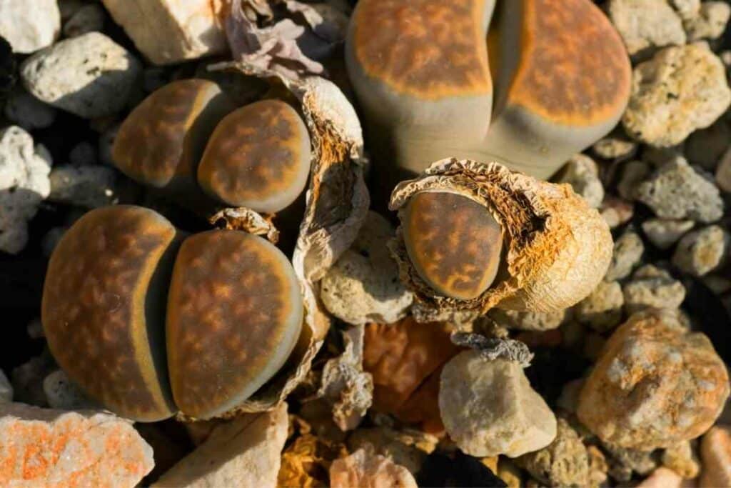 Ugly succulent Lithops Karasmontana