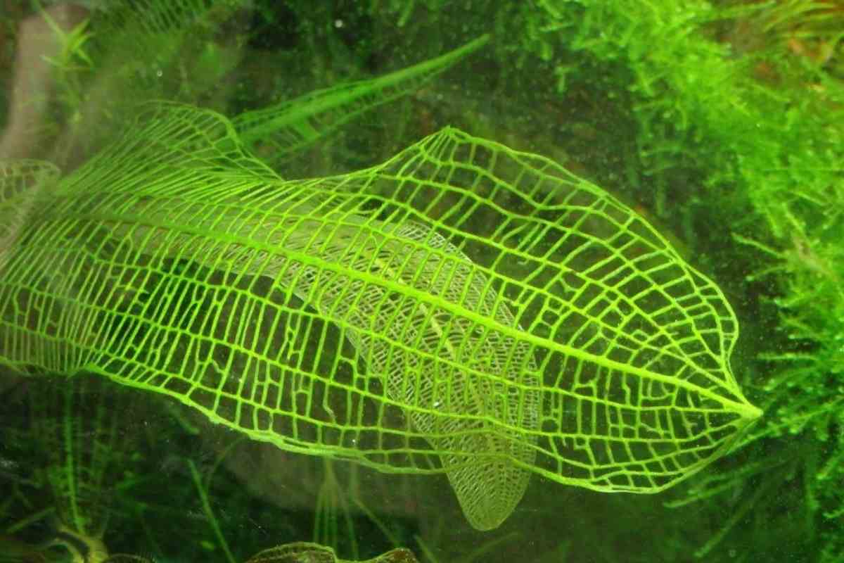 6 Plants with Holes in Their Leaves (with Images) Gardenia Organic