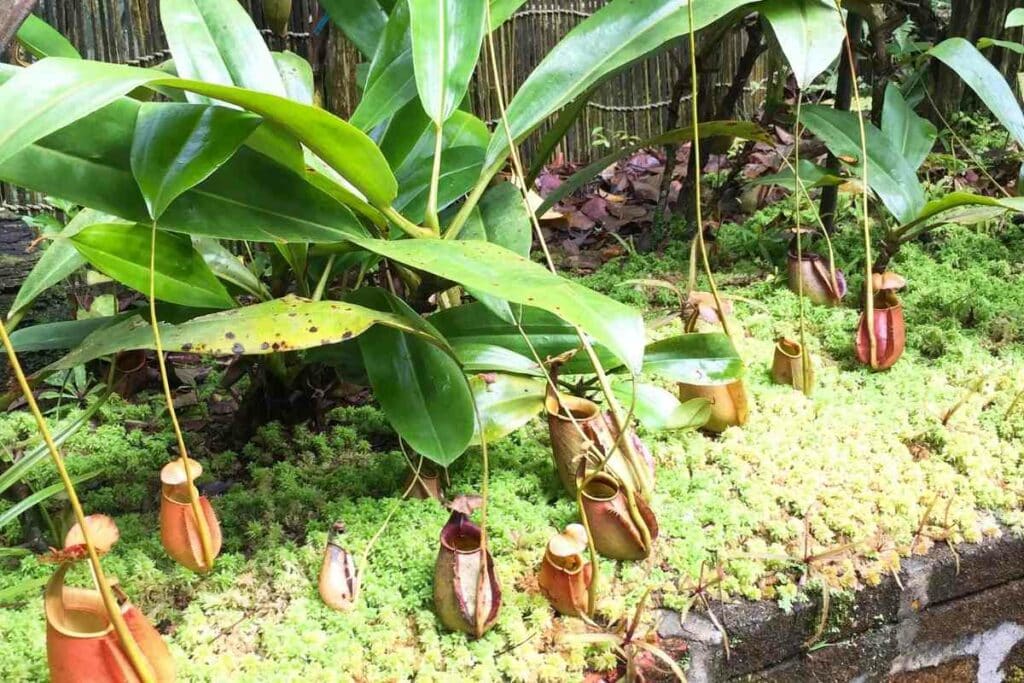 Tropical pitcher plant or Nepenthes