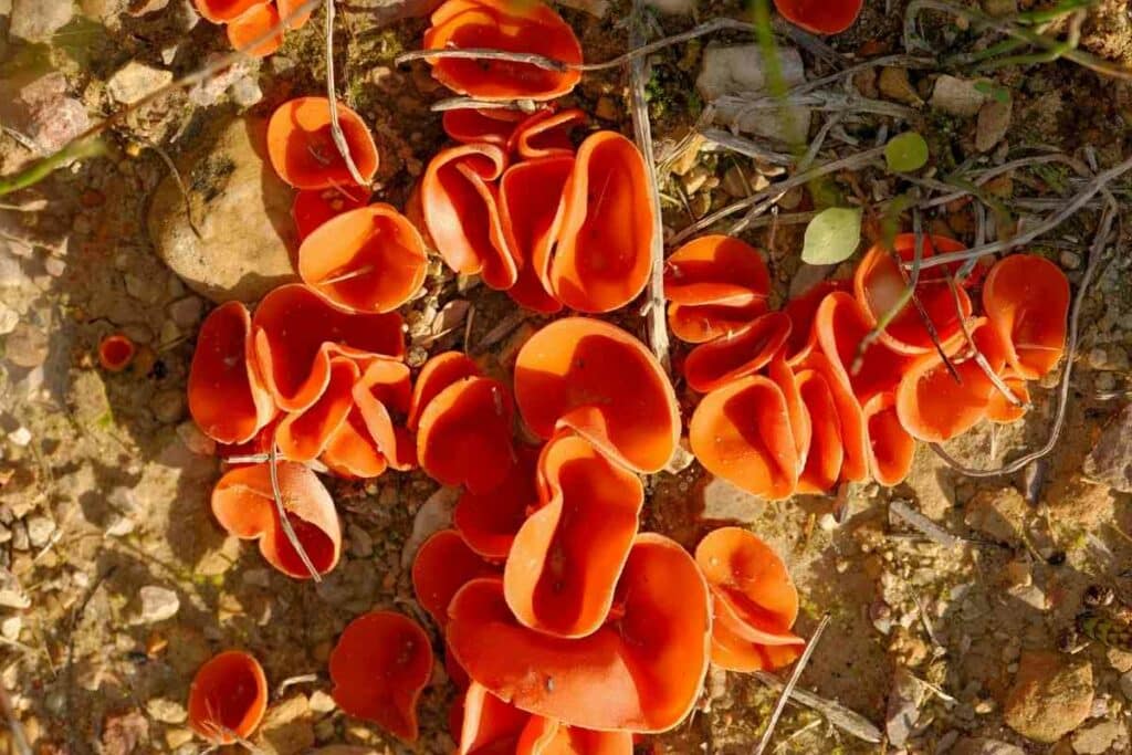 Mushrooms in garden