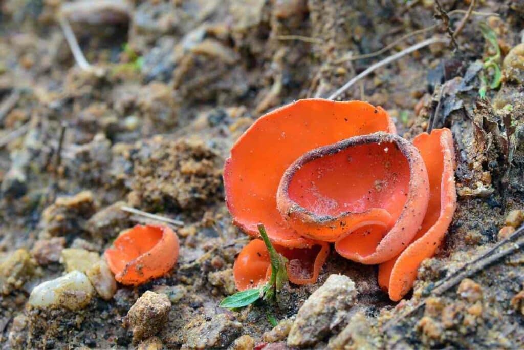 Orange peel fungus remove