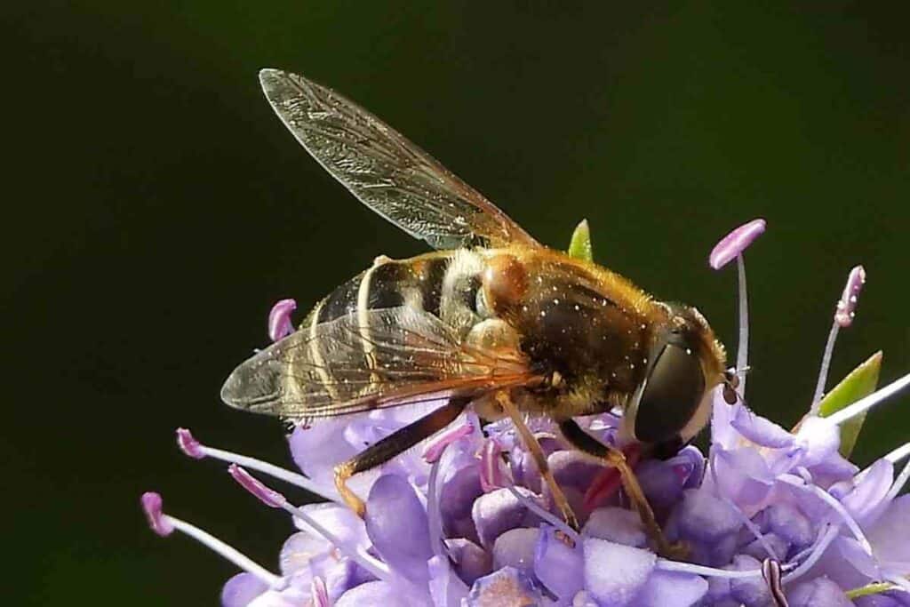 Eristalis nemorum