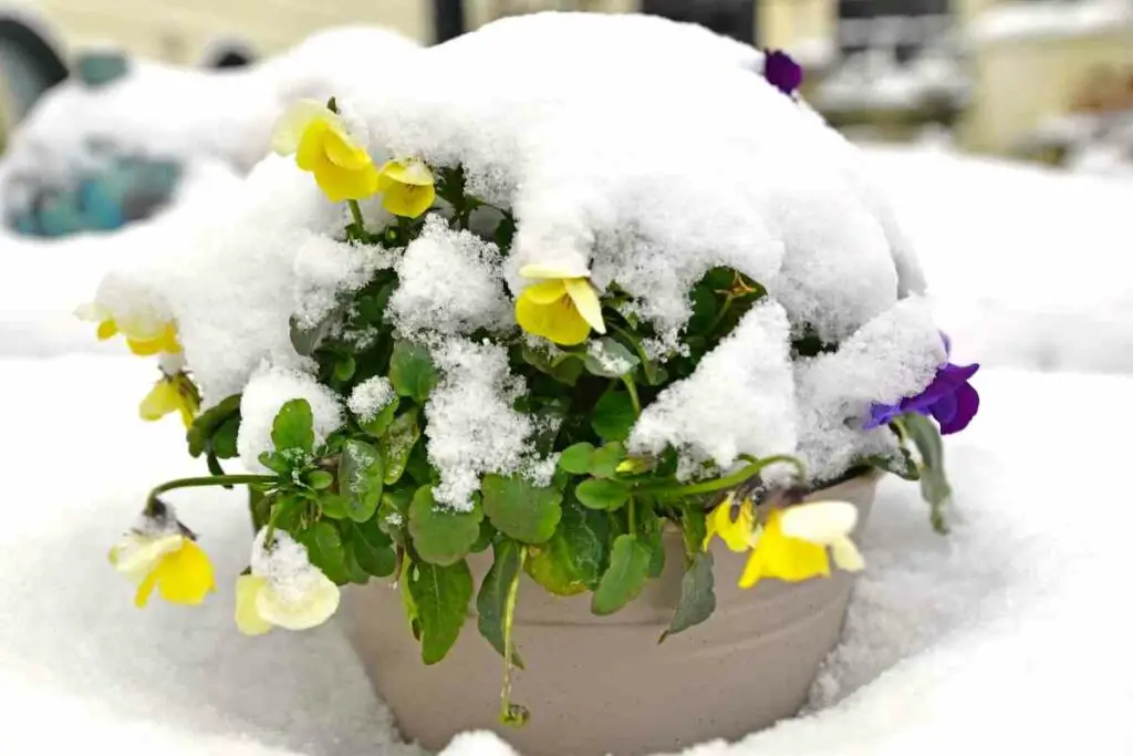 Pansies flowers in the snow