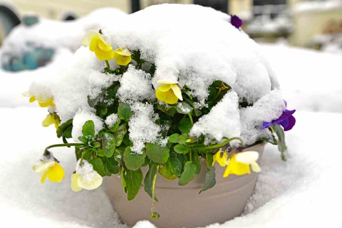 how cold can pansies survive