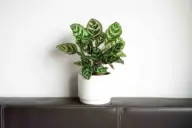 Caring for Peacock Plant guide