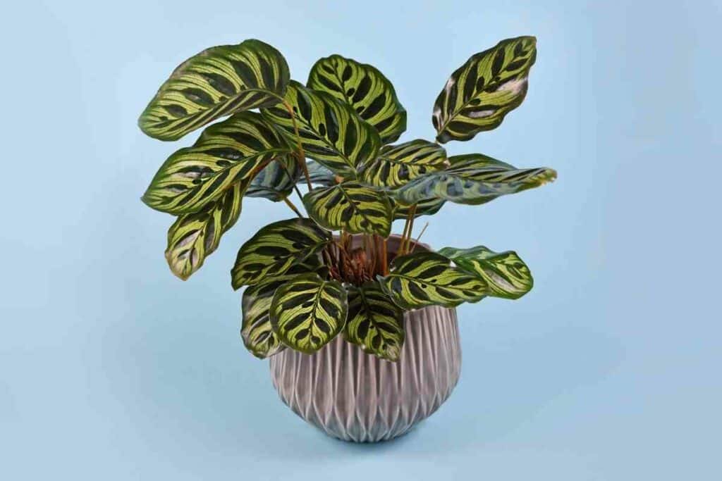 Calathea Makoyana watering tips