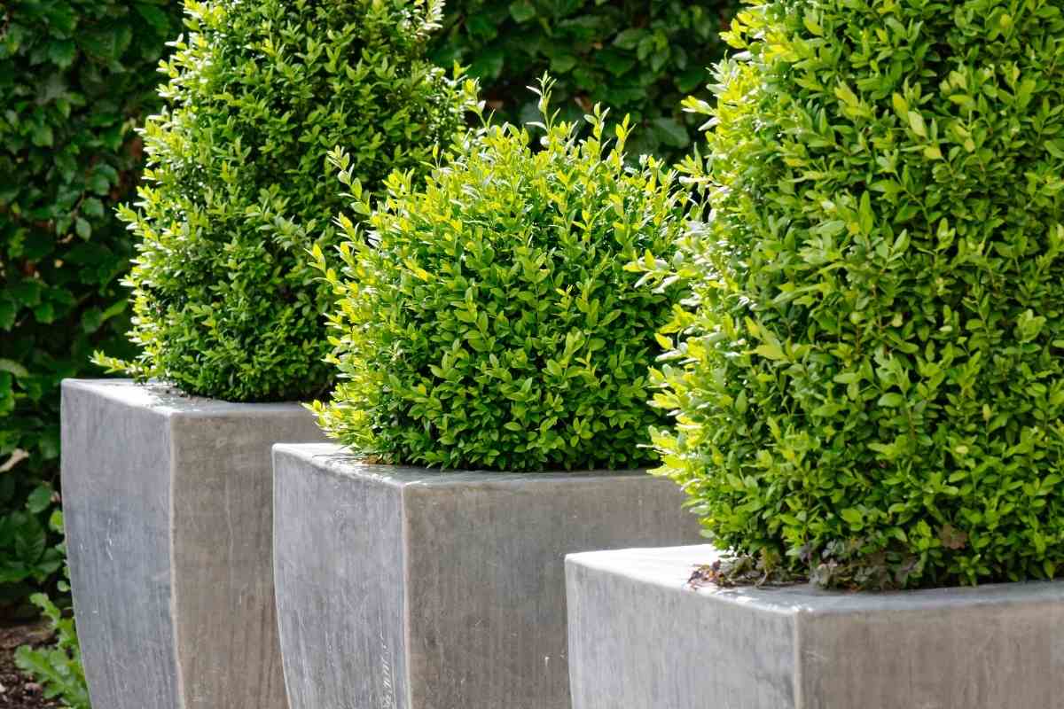 My Guide on How to Revive a Dying Conifer Gardenia Organic