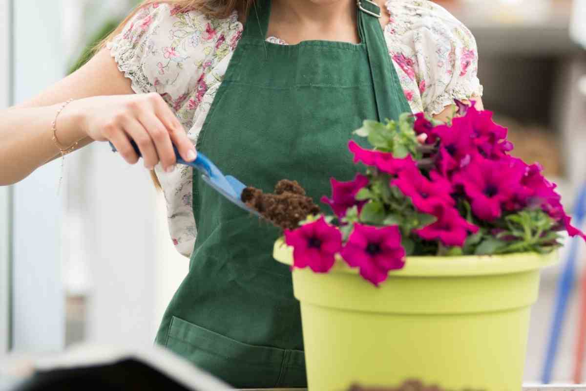 Can Petunias Survive Frost Gardenia Organic