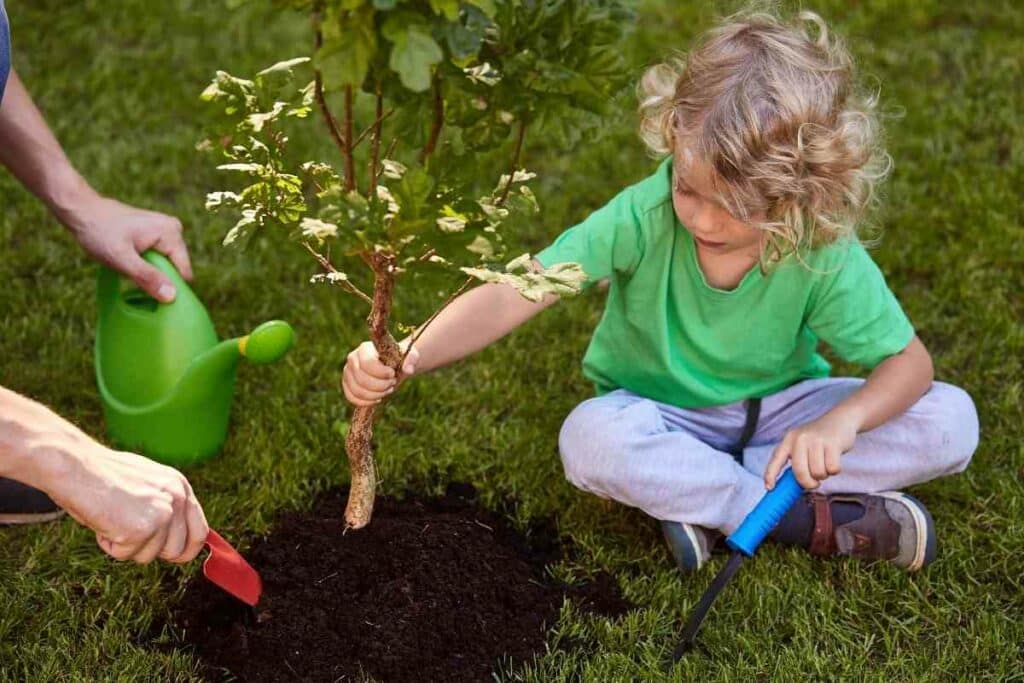 Planting trees per acre