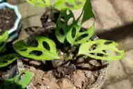 Plants with holes leaves listed