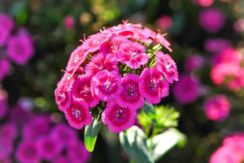 Pink flower