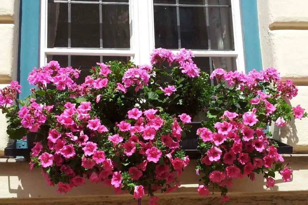 protecting Petunias from frost and cold weather