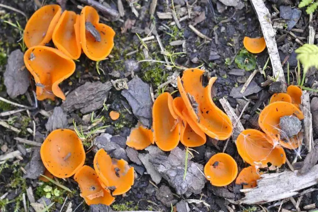 Remove orange mushrooms
