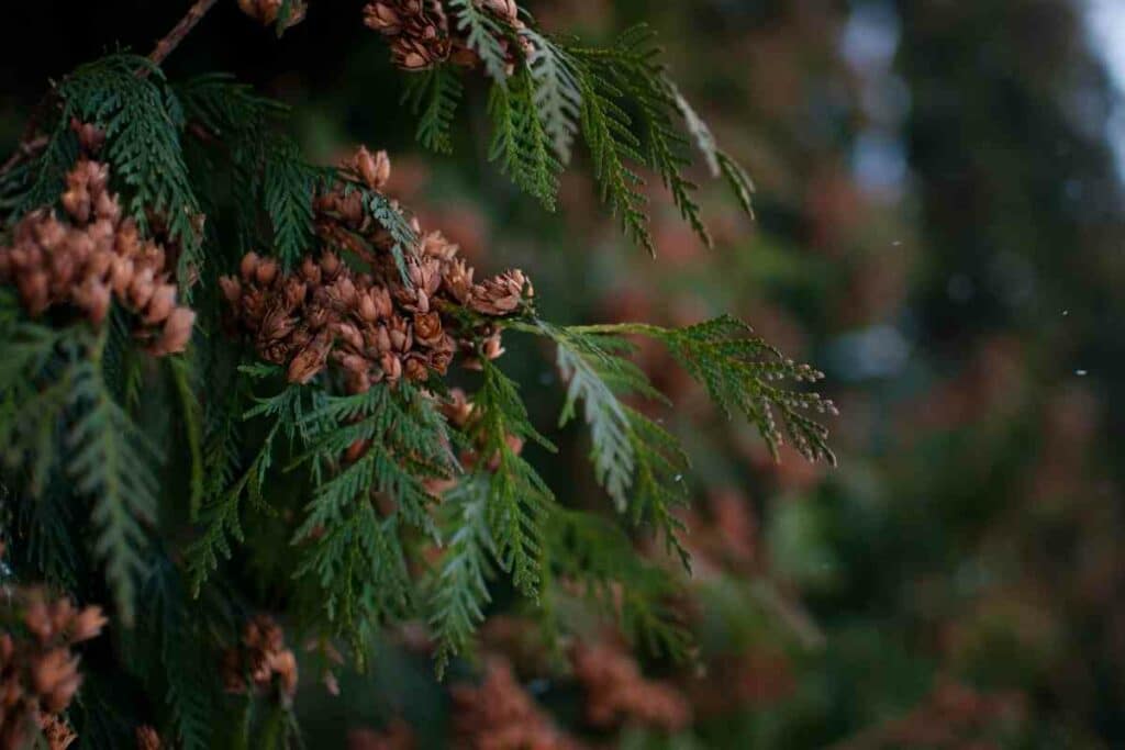 Revive a dying Conifer guide