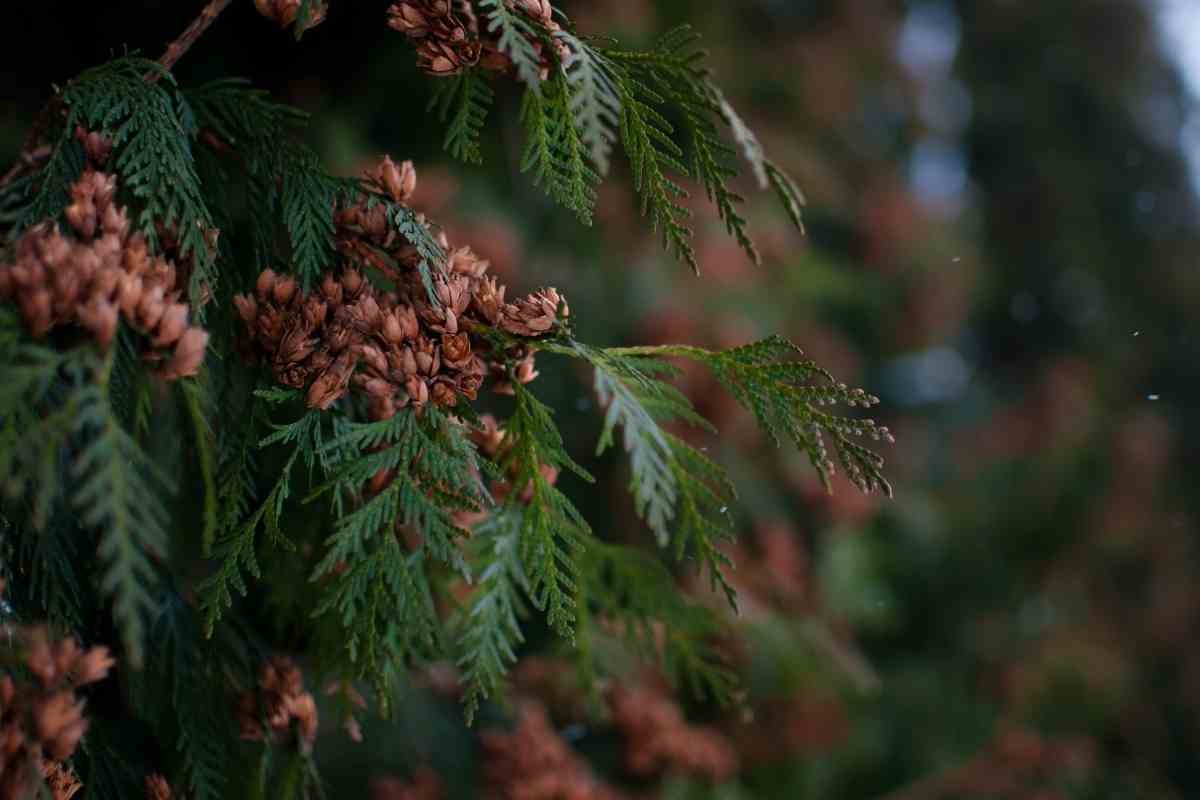 My Guide on How to Revive a Dying Conifer Gardenia Organic