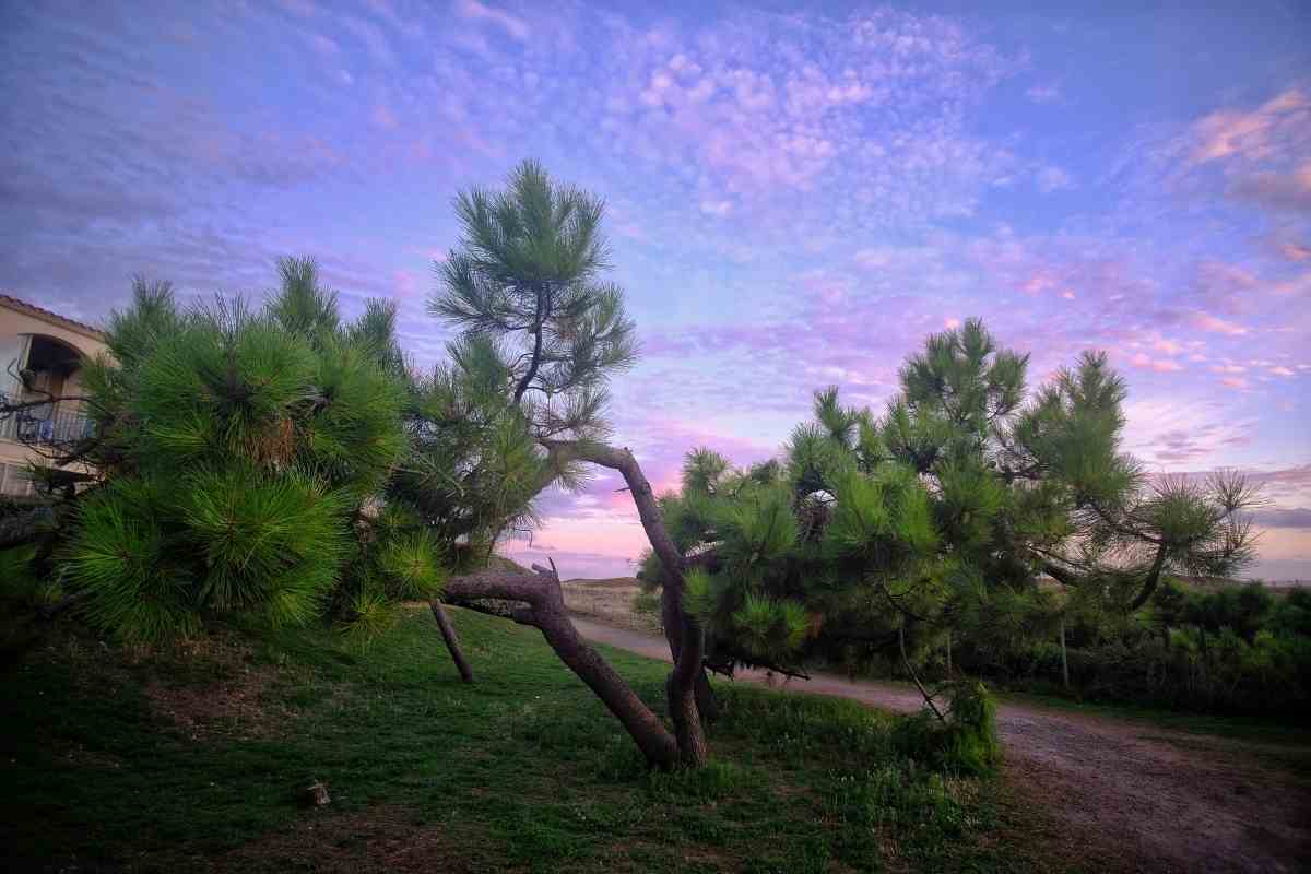 My Guide on How to Revive a Dying Conifer Gardenia Organic