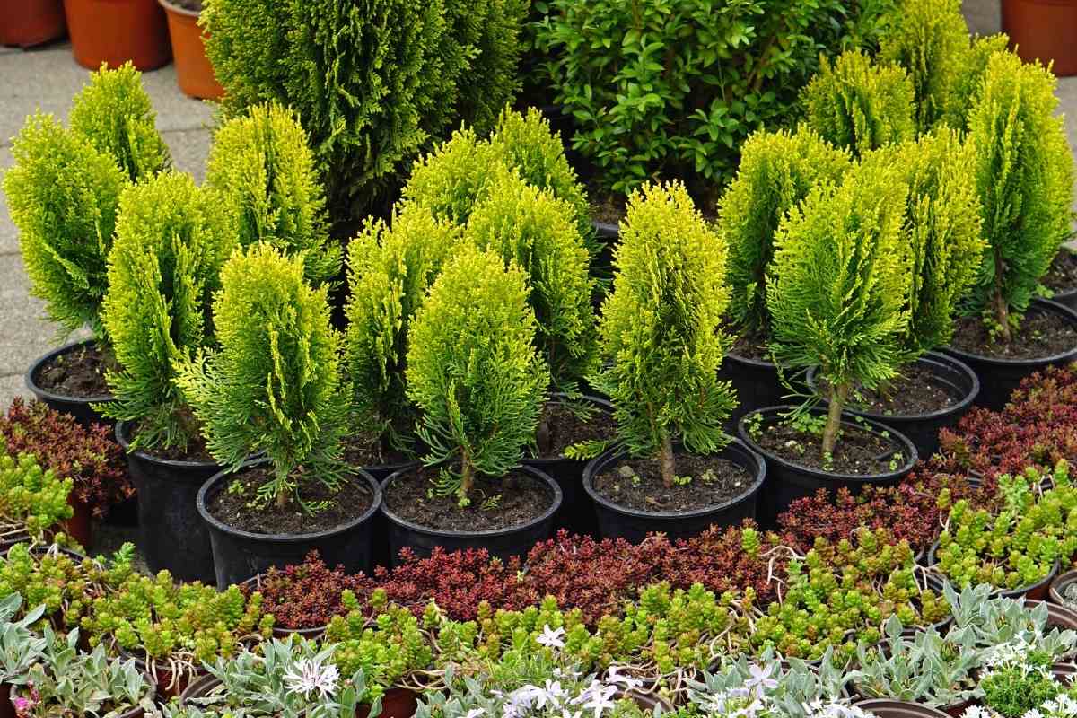 My Guide on How to Revive a Dying Conifer Gardenia Organic