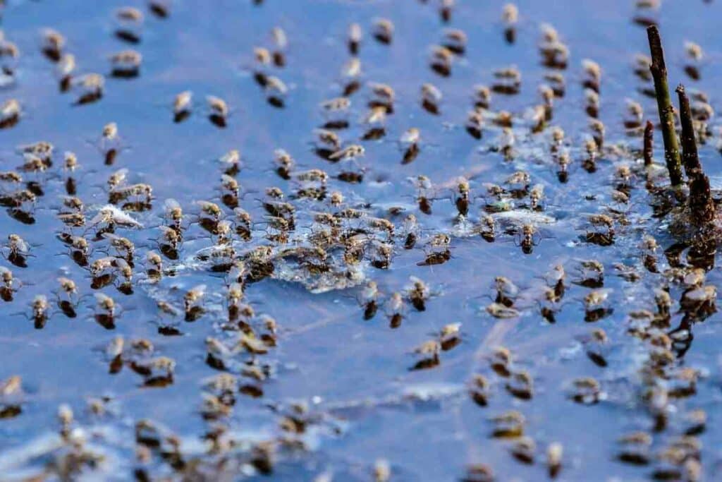 Shore flies on water