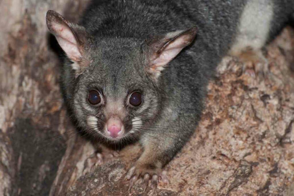 Possum living under house 