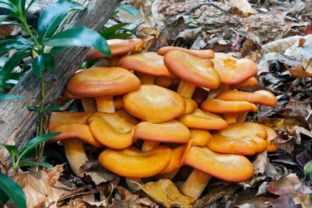 Orange mushrooms in the garden