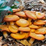 Orange mushrooms in the garden