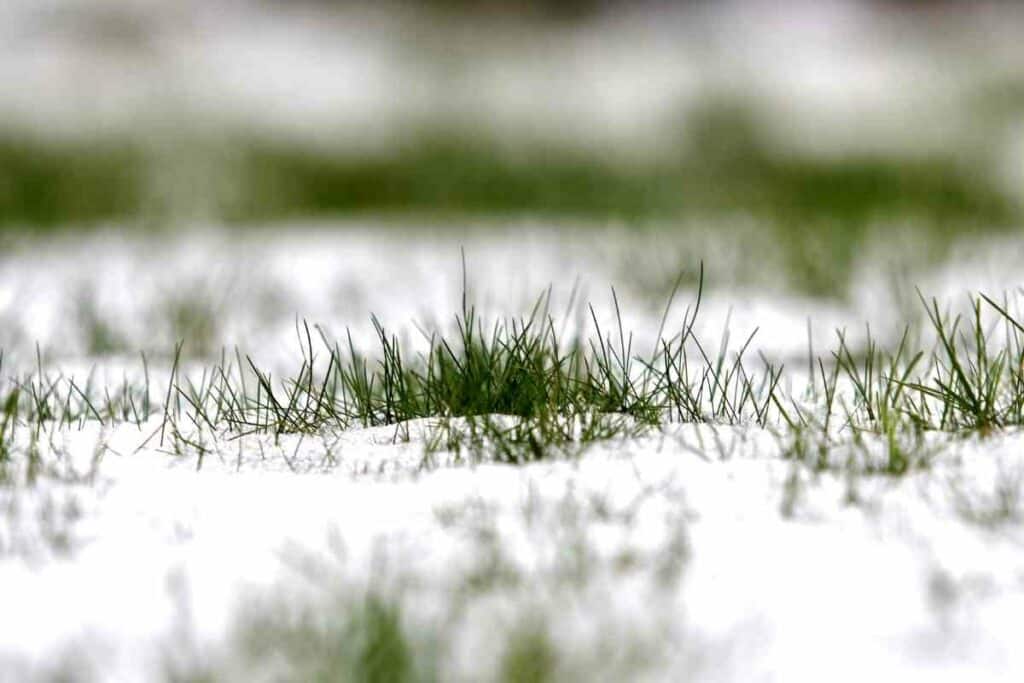 Watering grass in the winter 