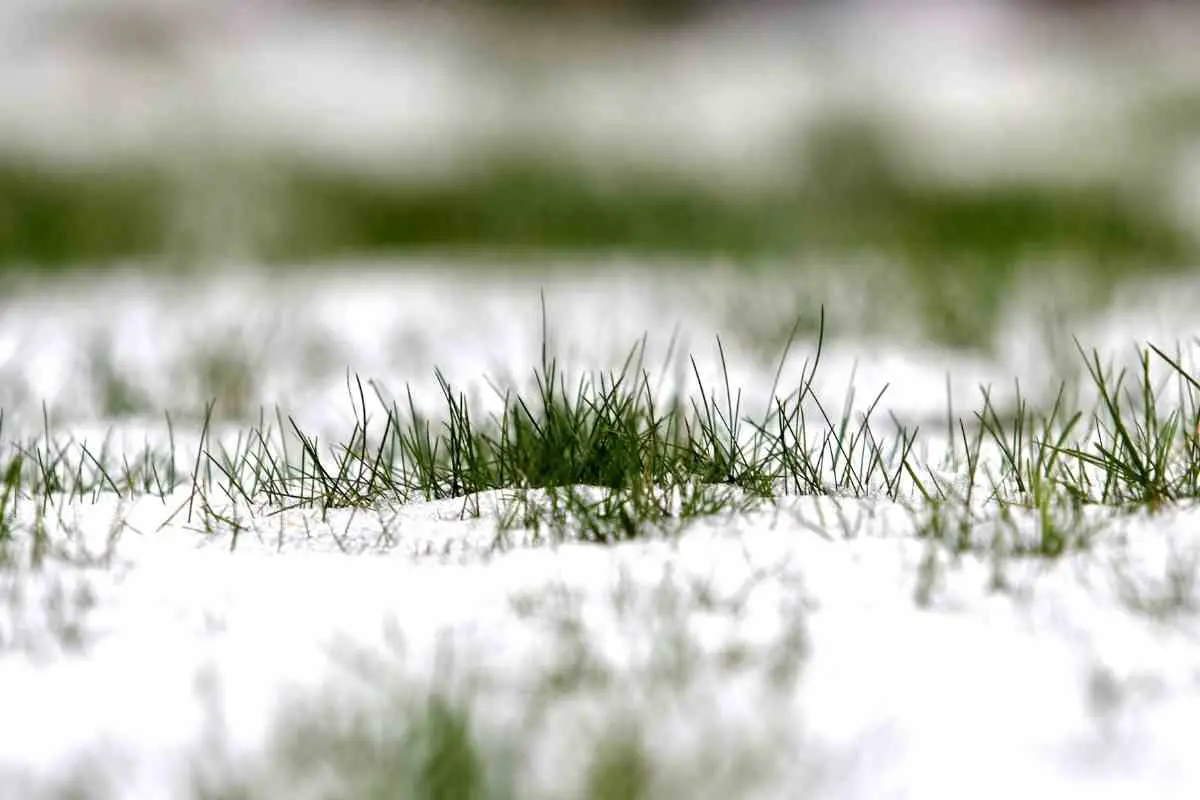 Should You Water Grass In The Winter?