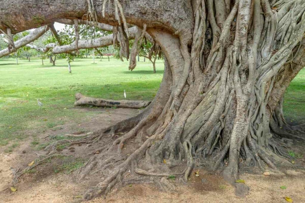 Strangler Fig ugly