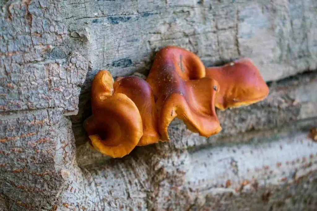 Sulfur Shelf orange mushroom